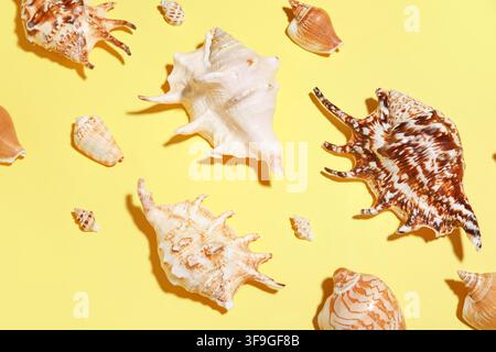 Many different seashells on yellow background Stock Photo
