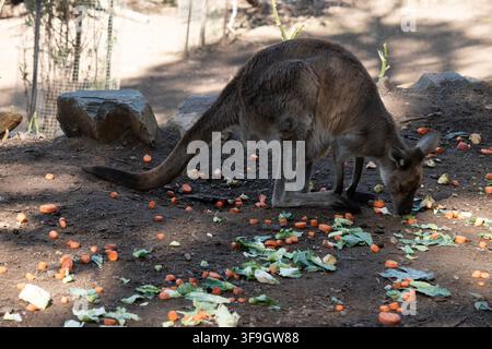 Western grey are large, muscular animals. they are grayish-brown to reddish-brown with a small head, large ears, and a long thick tail used for balanc Stock Photo