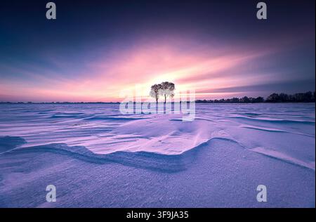Two Solitary Trees on Snow Covered Winter Field at Pink Sunset Stock Photo