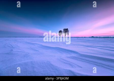 Twin Trees in Vast Snow Covered Winter Field at Pink and Blue Twilight Stock Photo