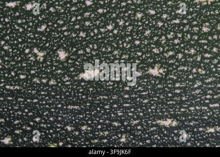 Macro close up texture pattern dark green speckled zucchini skin surface background Stock Photo