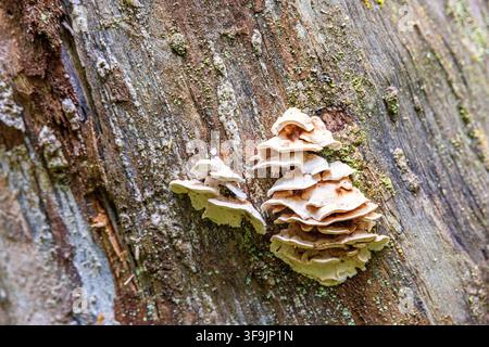 Fungus growing on an old tree trunk Stock Photo