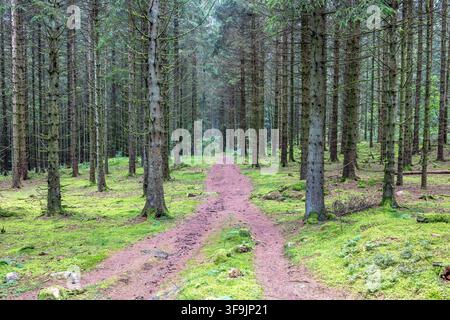 Footpath among tree trunks in a spruce forest Stock Photo