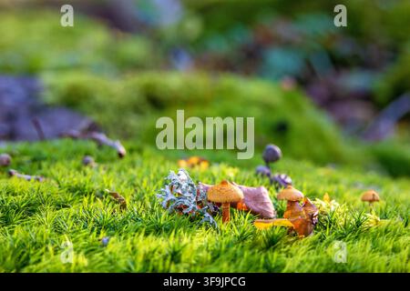 Small mushroom growing in green moss Stock Photo