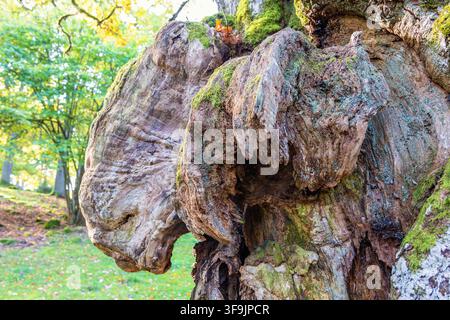 Close up at an old Oak tree with a burl Stock Photo