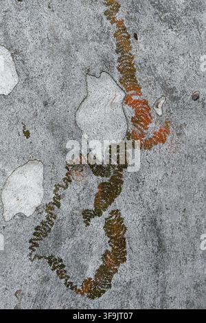 Unusual distinctive feeding tracks of the Australian native Red Triangle Slug, Triboniophorus graeffei, family Athoracophoridae, on smooth Eucalyptus Stock Photo