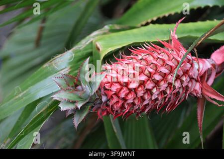 Red pineapple-Ananas comosus var. bracteatus close-up, Sao Miguel, Azores, Portugal Stock Photo