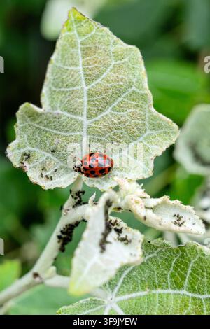 Asian lady beetle (Harmonia axyridis), resting on a light-colored fuzzy leaf amongst clustered aphids Stock Photo