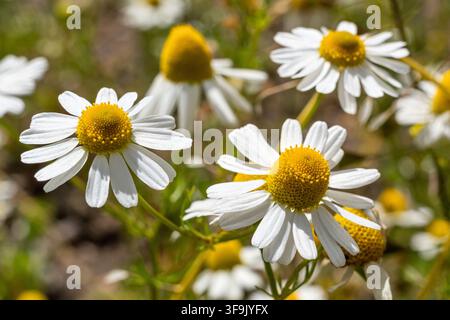 German chamomile (Matricaria chamomilla) flowers in full bloom Stock Photo