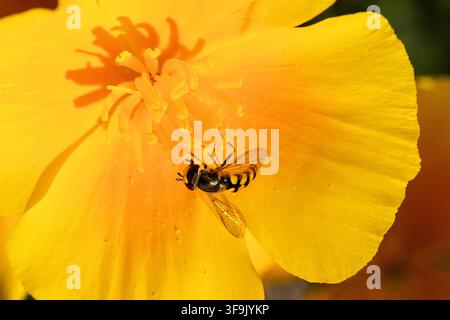 hoverfly resting and feeding on a California poppy Stock Photo