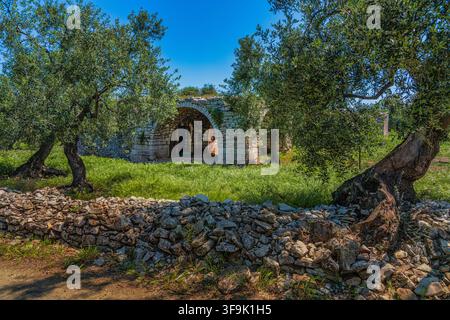 Rural stone lamia shelter with a vaulted arch framed by ancient olive trees and a dry stone wall. Molfetta, Bari Province, Puglia, Italy, Europe Stock Photo