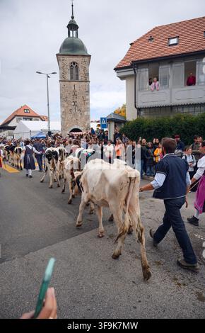 Herders guide cattle down the street toward a historic clock tower during the traditional Désalpe celebration in Semsales Stock Photo
