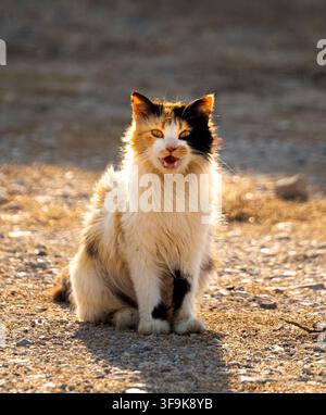 Long-haired calico cat sitting on a rocky ground, illuminated by warm sunset light in a peaceful natural setting. Stock Photo