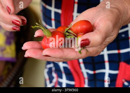 Close up of senior woman holding freshly picked big rugosa rose hips in wrinkled hands. Stock Photo