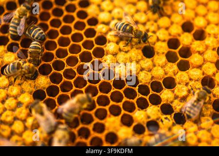 Bees are gathered on honeycomb inside a beehive. They move around, working to collect nectar and create honey. The scene shows many bees and their str Stock Photo