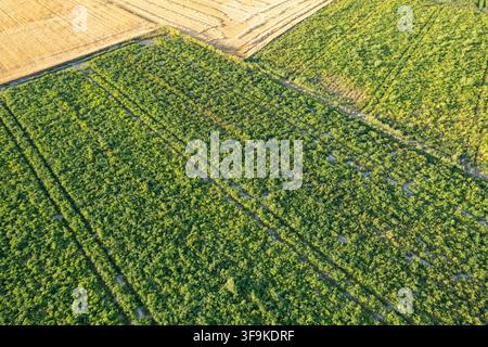 Abstract natural background created by different cultivated crops growing on an agricultural plantation Stock Photo