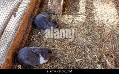 Two domestic rabbits resting on straw bedding inside a wooden enclosure with wire mesh walls and natural sunlight filtering through Stock Photo