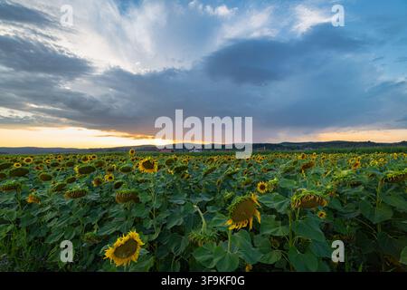 Sunflower field in Transylvania, Romania at sunset with dramatic storm cloud over rolling countryside Stock Photo