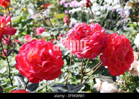A scenic close-up of three vibrant red roses blooming together in a row on a bush in a sunny summer garden flowerbed. Stock Photo