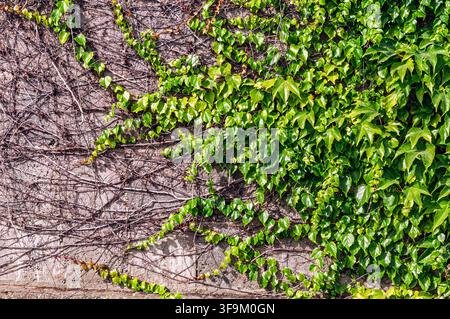 Green ivy vines gradually spreading over a textured concrete block wall in Coesfeld, Germany Stock Photo
