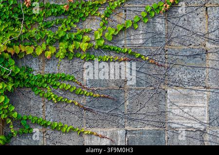 Green ivy vines spreading horizontally across a gray cinder block wall in Coesfeld, Germany Stock Photo