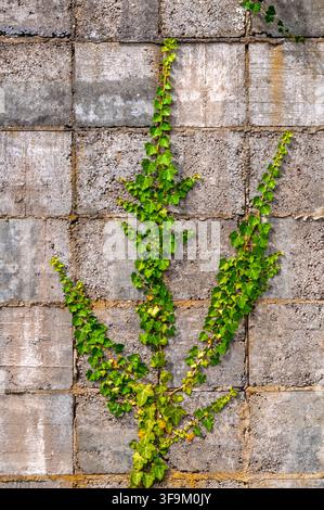 Climbing green ivy vine growing vertically on a gray cinder block wall in Coesfeld, Germany Stock Photo