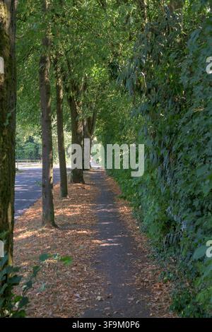 Narrow walking path lined with trees and a green hedge covered in fallen leaves in Coesfeld, Germany Stock Photo