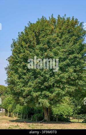 Lush green deciduous tree with a rounded canopy standing in a field under a clear blue sky in Coesfeld, Germany Stock Photo