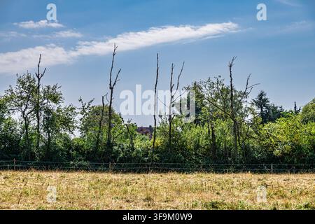 Dead tree trunks standing above a green hedgerow and dry field under a partly cloudy sky in Coesfeld, Germany Stock Photo