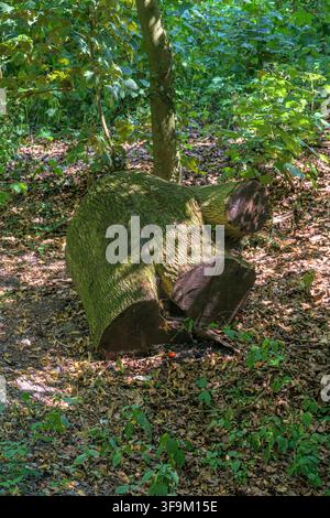 Moss-covered tree stump with freshly cut logs on the forest floor in Coesfeld, Germany Stock Photo