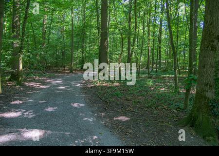Winding gravel path through a lush green deciduous forest in Coesfeld, Germany Stock Photo