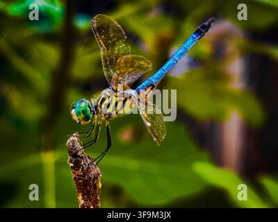 Dragonfly with a blue tail, yellow thorax, and iridescent wings perches on a fig tree branch against a soft blurred background. Stock Photo