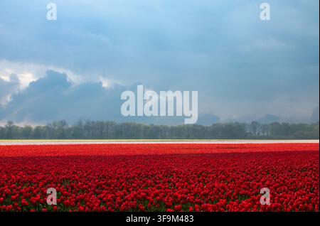 Red and White Tulip Fields Under a Dramatic Stormy Sky Stock Photo