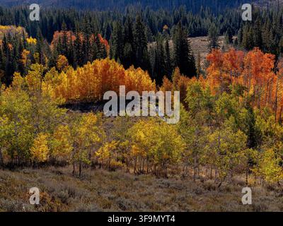Small stream flows through an autumn aspen grove Stock Photo