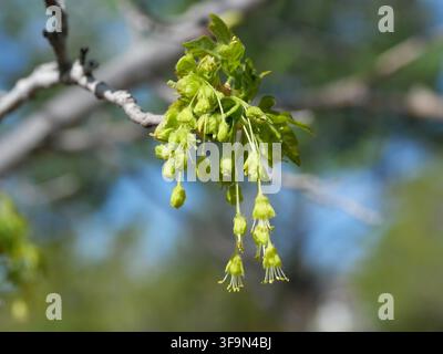 Green Flowers of Bigtooth Maple (Acer grandidentatum) Emerging with New Leaves in Early Spring, Colorado Stock Photo
