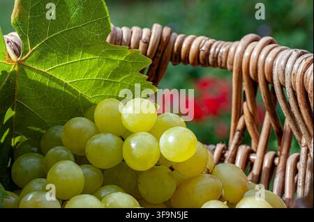 Wine grape harvest basket concept with sunlit ripe white grapes and vineyard leaf in traditional grape picker's wicker basket Stock Photo