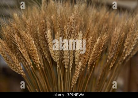 Golden Wheat Stalks Filling Frame In Shallow Focus, Bundled Indoors With Warm Brown Tones And Soft Background Blur For Harvest And Grain Production. Stock Photo