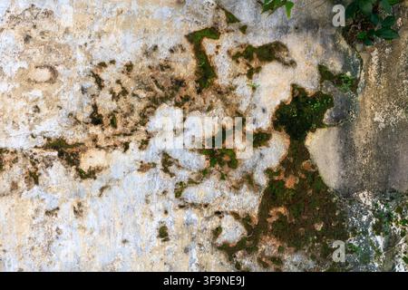 Close up of an aged concrete wall covered with patches of green moss, mould and rust coloured stains, with small leaves at the top right corner. Stock Photo