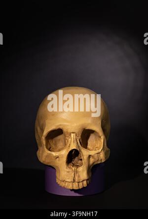 Isolated human skull on purple pedestal against black background for minimal Halloween horror poster or gothic display Stock Photo