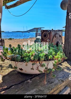 Close-up view of rusty mechanical pump mounted beside white enamel planter filled with green succulent groundcover on weathered Stock Photo