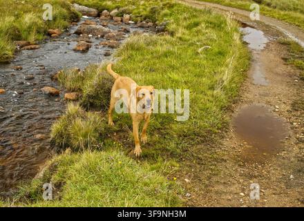 Fox Red Labrador Stock Photo