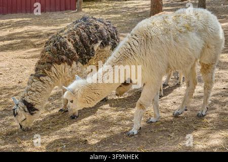 Two alpacas grazing peacefully in sunny rural enclosure. Stock Photo