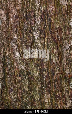 A close-up of the vertical texture of brown tree bark with green lichen. Stock Photo