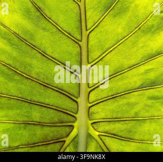 Close view of the vivid green veined underside of a giant elephant ear leaf from Alocasia macrorrhizos Stock Photo