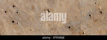 Wide Beige Limestone Texture With Fossil Imprints Stock Photo