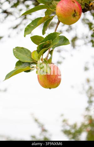 Two ripe red and yellow apples hang from a slender leafy branch of an orchard tree against a bright, clean overcast sky. Stock Photo