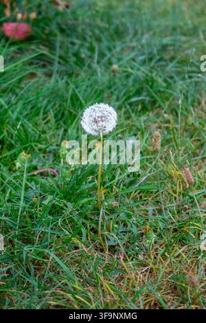 A single delicate white dandelion seed head stands upright in a green grassy lawn or meadow on a calm day. Stock Photo