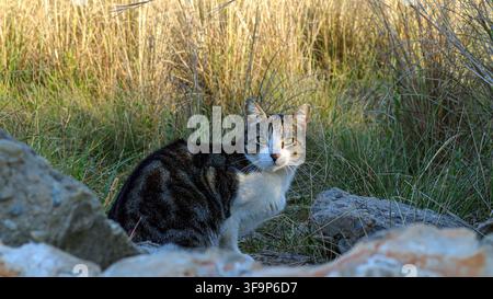 A tabby and white stray cat sits among dry grass and rocks. It has green eyes and looks directly into the camera. The setting is outdoors, surrounded Stock Photo