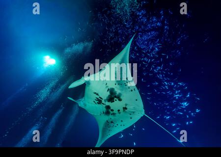 A majestic manta ray (Manta birostris) glides through the deep blue ocean, surrounded by a school of small fish and diver's bubbles. Stock Photo