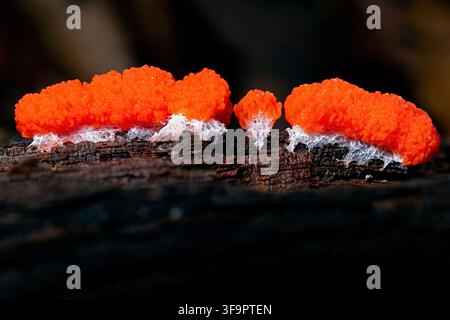 Red Raspberry Slime Mold (Tubifera ferruginosa) Fruiting on Decaying Wood - near Pisgah National Forest, Brevard, North Carolina, USA Stock Photo